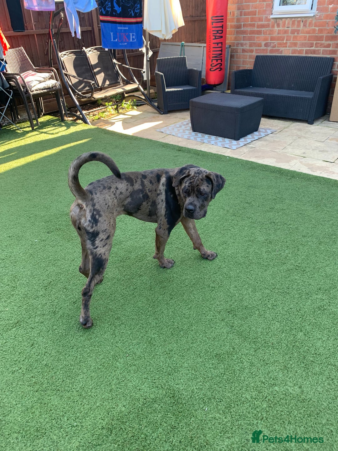 Cane Corso dogs for sale: Cane corso - Advert 8