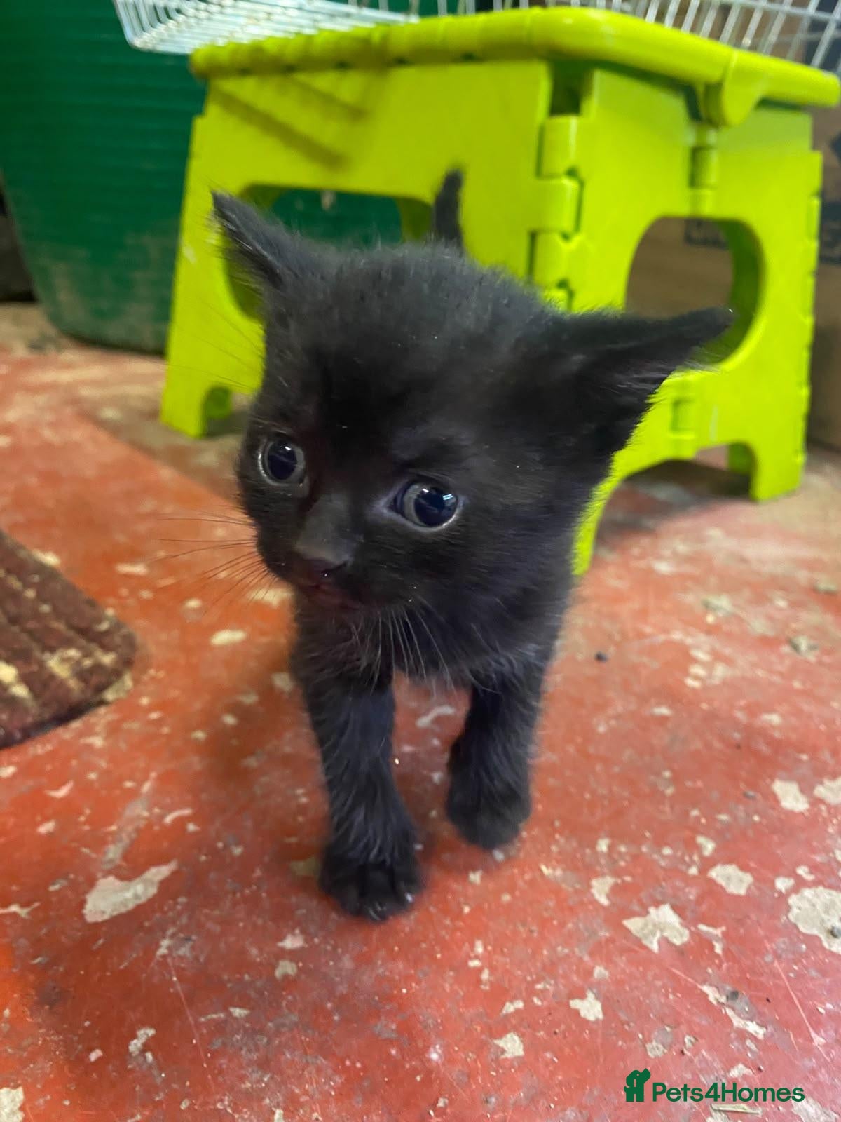 Mixed Breed cats Gorgeous, friendly Farm kittens - Advert 1