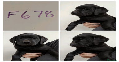 Labrador Retriever dogs Lovely Chunky Labrador Puppies - Advert 5
