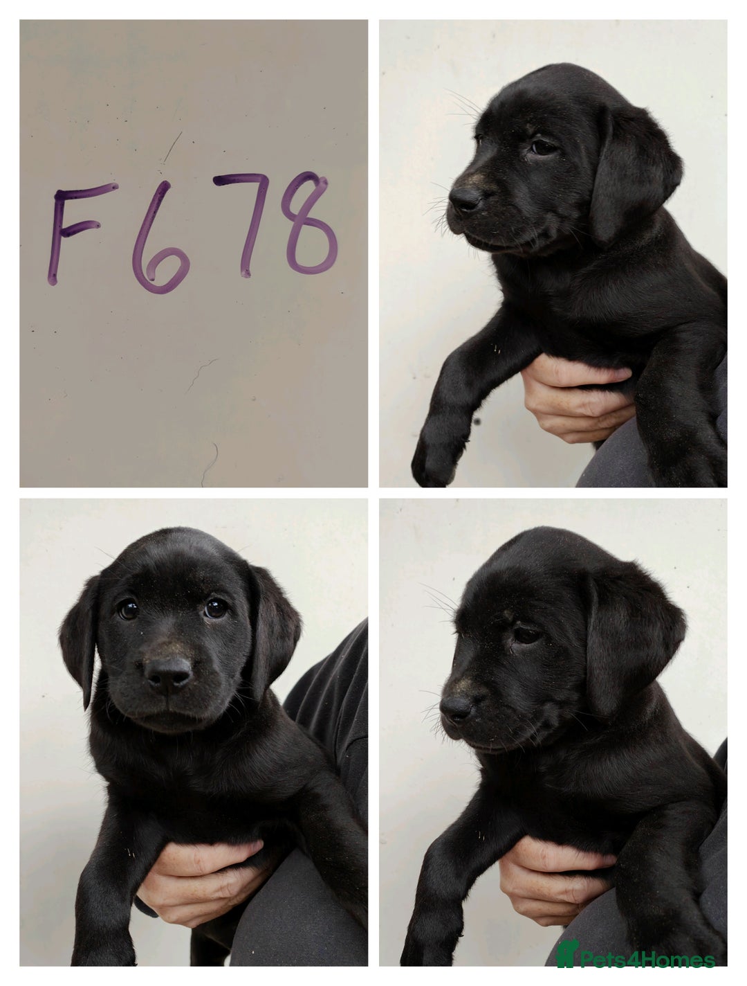 Labrador Retriever dogs for sale: Lovely Chunky Labrador Puppies - Image 5