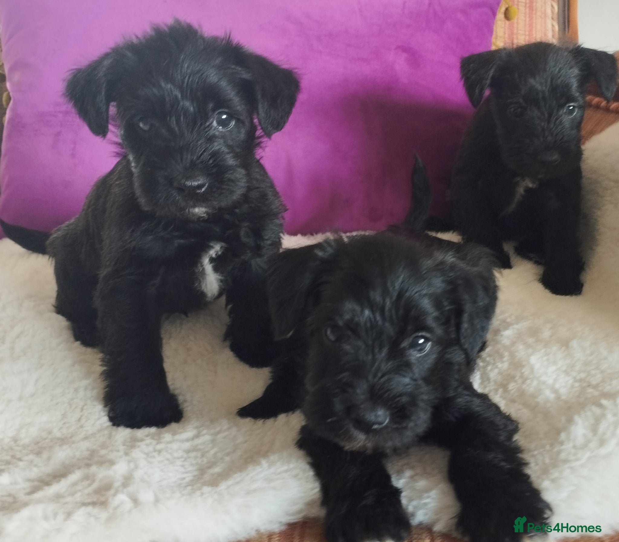 Miniature Schnauzer dogs for sale: Stunning Mini Schnauzers - Advert 4