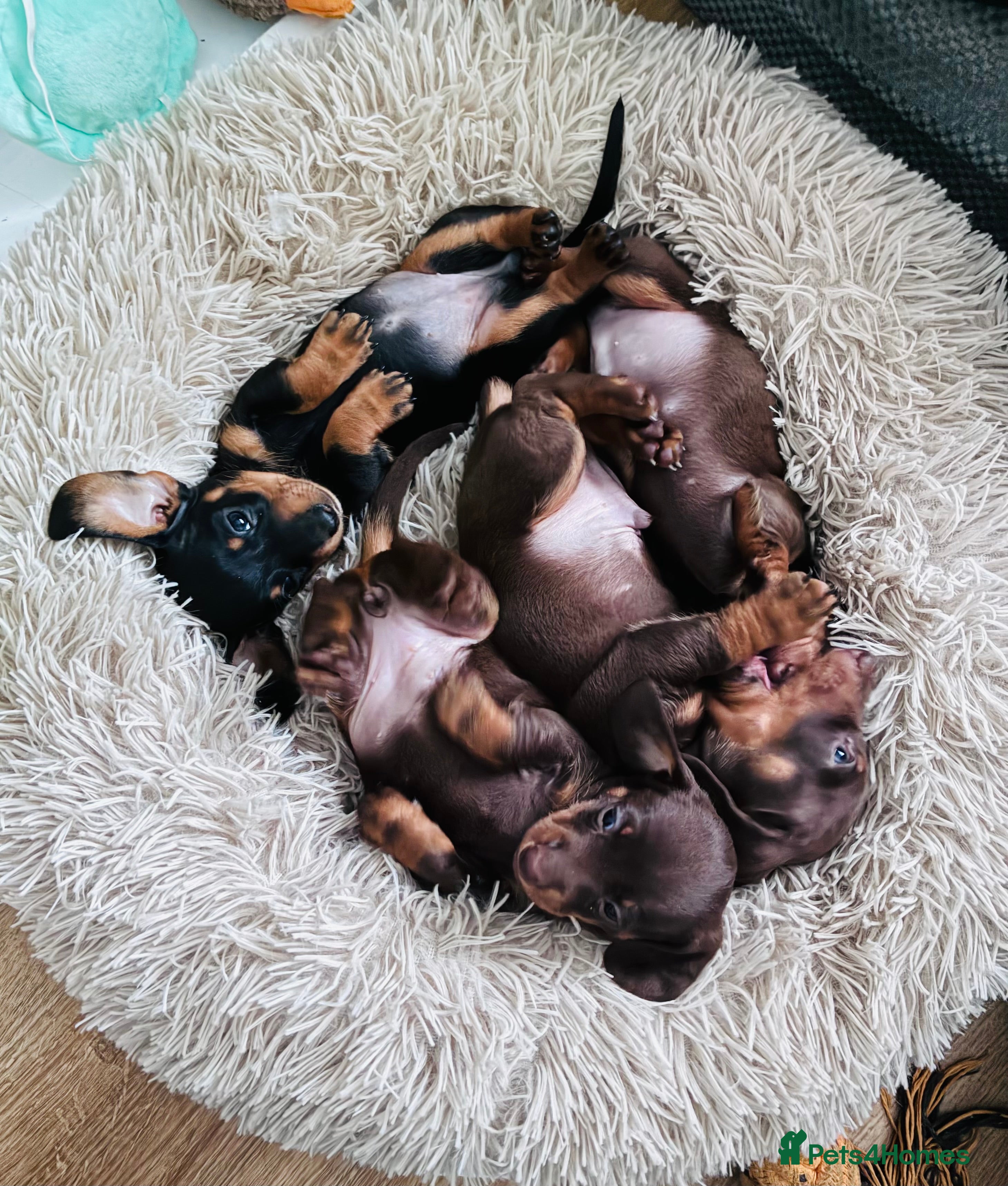 Miniature Dachshund dogs KC Miniature Dachshund puppies - Advert 6