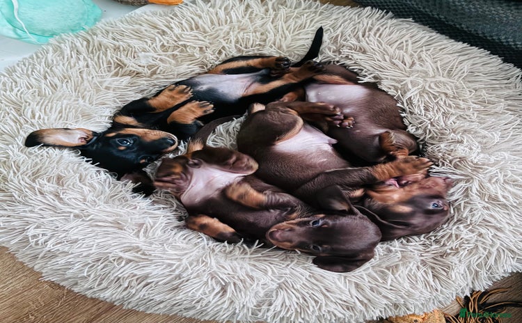 Miniature Dachshund dogs KC Miniature Dachshund puppies - Advert 3