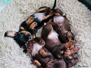 Miniature Dachshund dogs KC Miniature Dachshund puppies - Advert 12