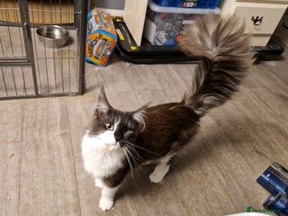 Maine Coon cats for sale - Advert 1