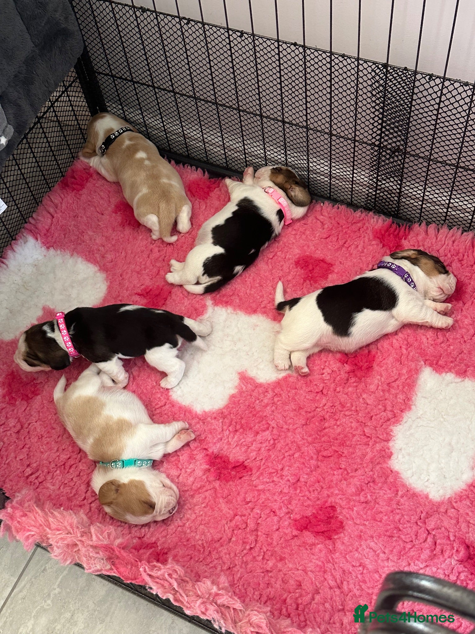 Beagle dogs ⭐️STUNNING KC 5TH GEN REGISTERED PUPS ⭐️ - Advert 2