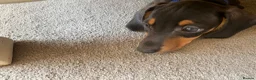 Dachshund dogs for sale: Beautiful miniature dachshund puppy’s  in Newport - Advert 5