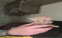 Mixed Breed cats for sale: Little boy  - Advert 3