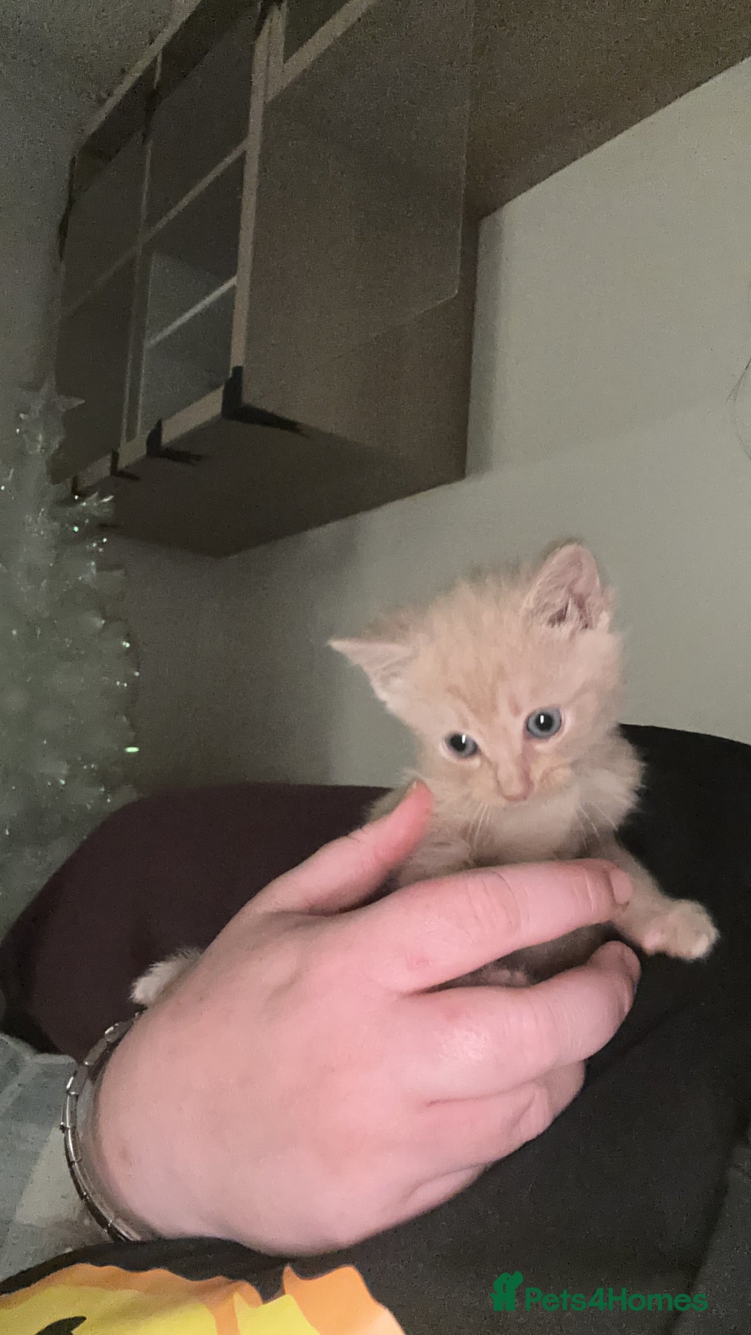 Mixed Breed cats for sale: Little boy  - Advert 3