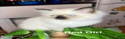 Ragdoll cats for sale: 💖Fabulous Pure Ragdoll Kittens Waiting for Love❤️ - Advert 32