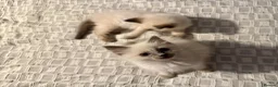 Ragdoll cats for sale:  Ragdoll kittens  - Advert 11