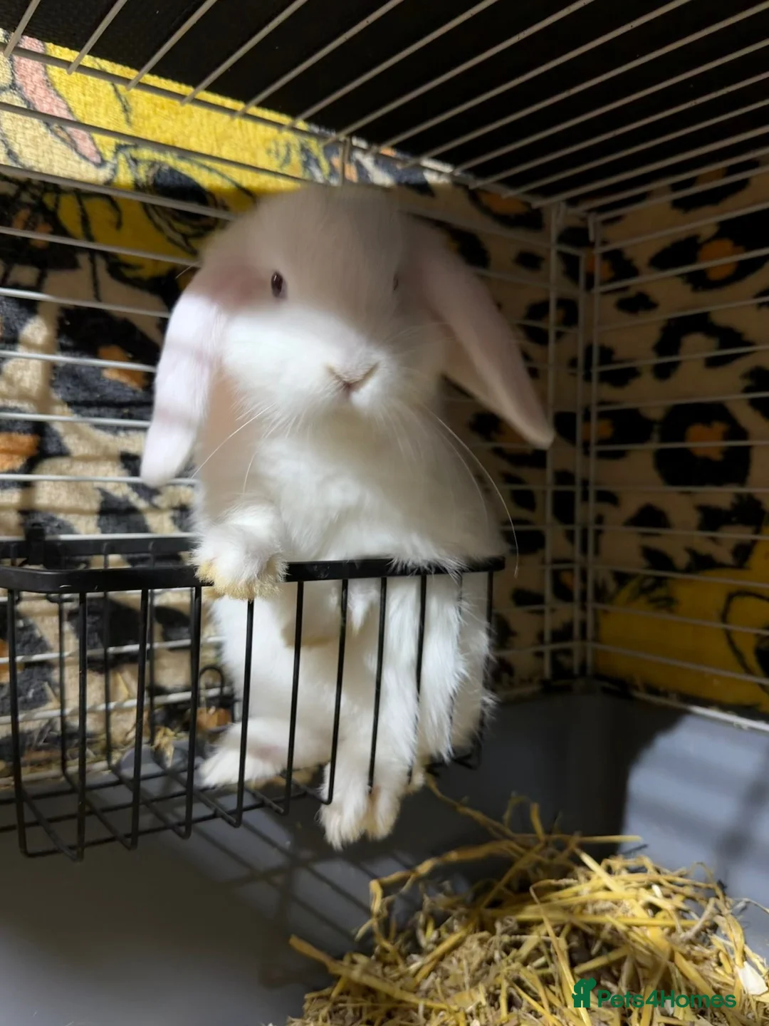 Mini Lop rabbits for sale: Minilop boy ready now  - Advert 2