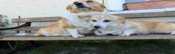 Welsh Corgi Pembroke dogs for sale: Pembrokeshire Corgi Girls - Advert 6