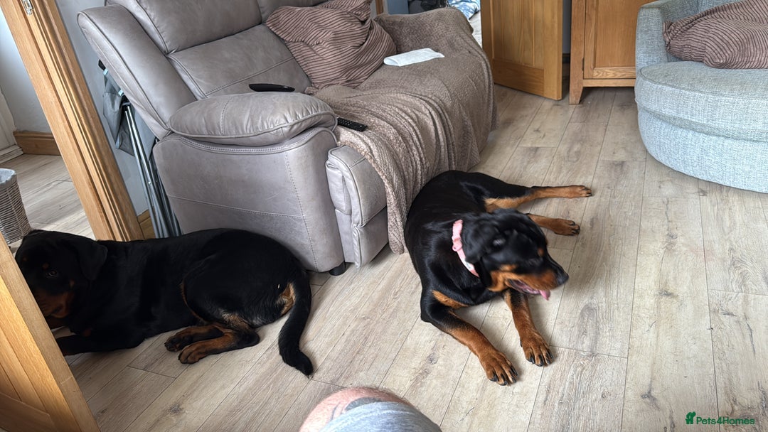 Rottweiler dogs for sale: 1 year old female Rottweiler for sale  - Advert 5
