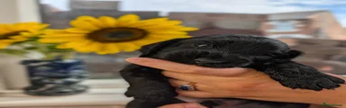 Cocker Spaniel 6