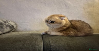 Scottish Fold cats - Advert 3