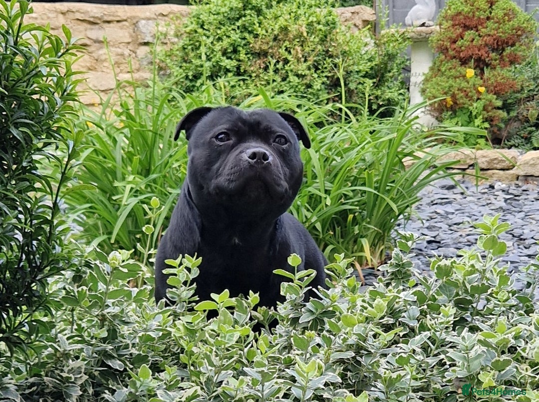 Staffordshire Bull Terrier dogs for sale: KC Staffordshire Bull Terrier Puppies 🖤 - Image 4