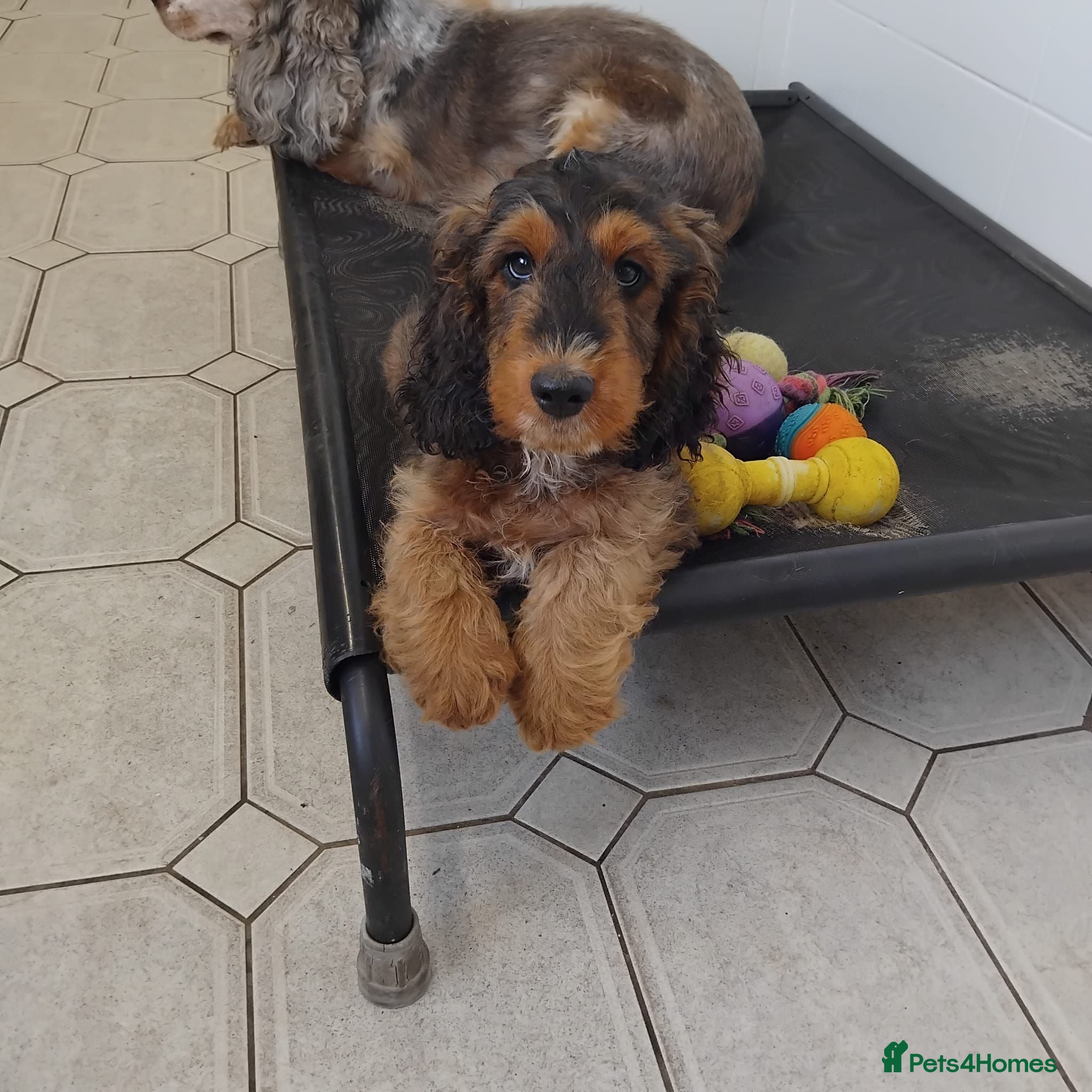 Cockapoo dogs Ready f1 Show/Toy boy for his forever home - Advert 1