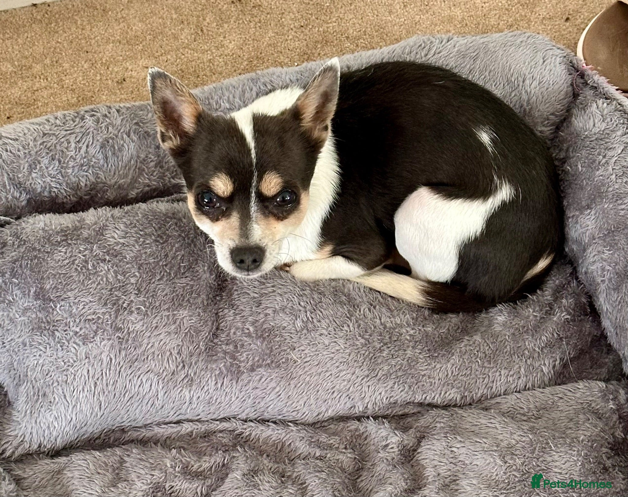 Chihuahua dogs CHIHUAHUA FOR RE RE-HOMING - Advert 5