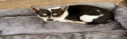 Chihuahua dogs for sale: CHIHUAHUA FOR RE RE-HOMING - Advert 1