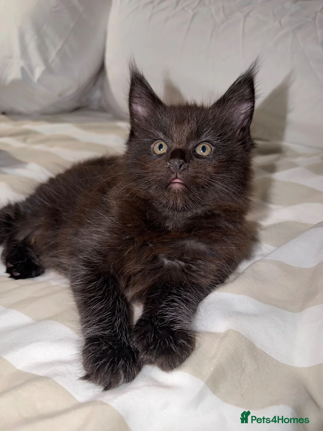 Maine Coon cats for sale: Maine coon kittens TICA REGISTERED  - Advert 2