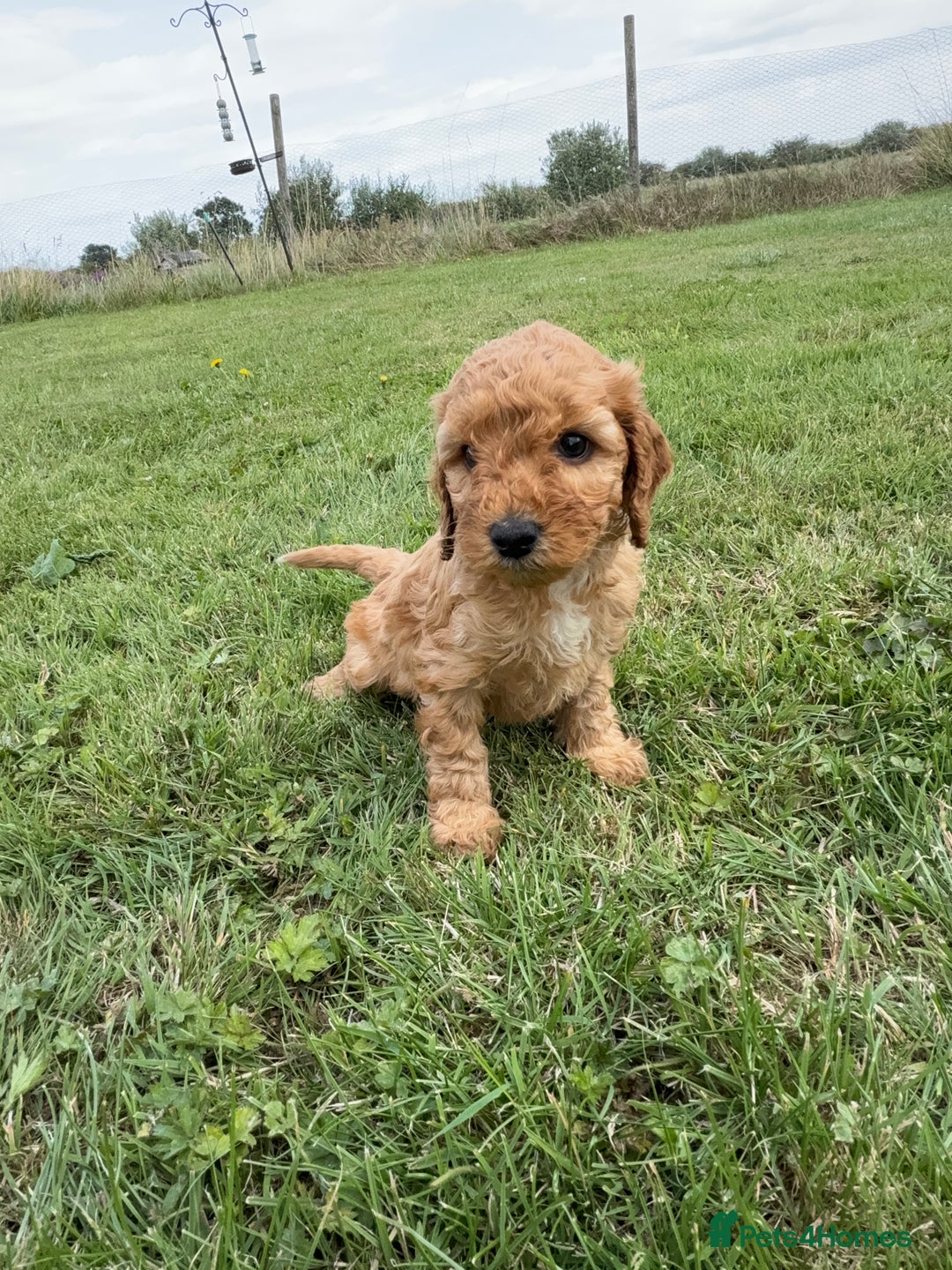 Cockapoo dogs for sale: Adorable F1B cockapoo puppies - Image 22