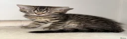 Mixed Breed cats for sale: Three lovely kittens.  - Advert 12