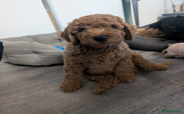 Cockapoo dogs - Advert 12