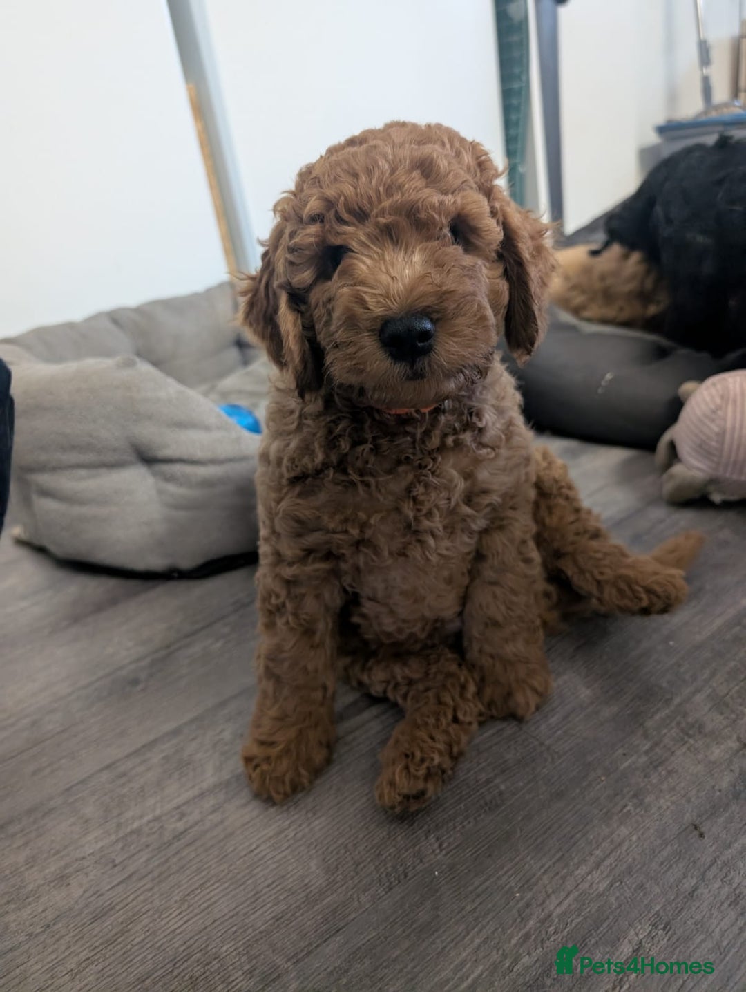 Cockapoo dogs for sale: Beautiful F2 Cockapoo puppies  - Image 1