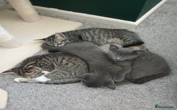 Mixed Breed cats for sale: Kittens  - Image 18