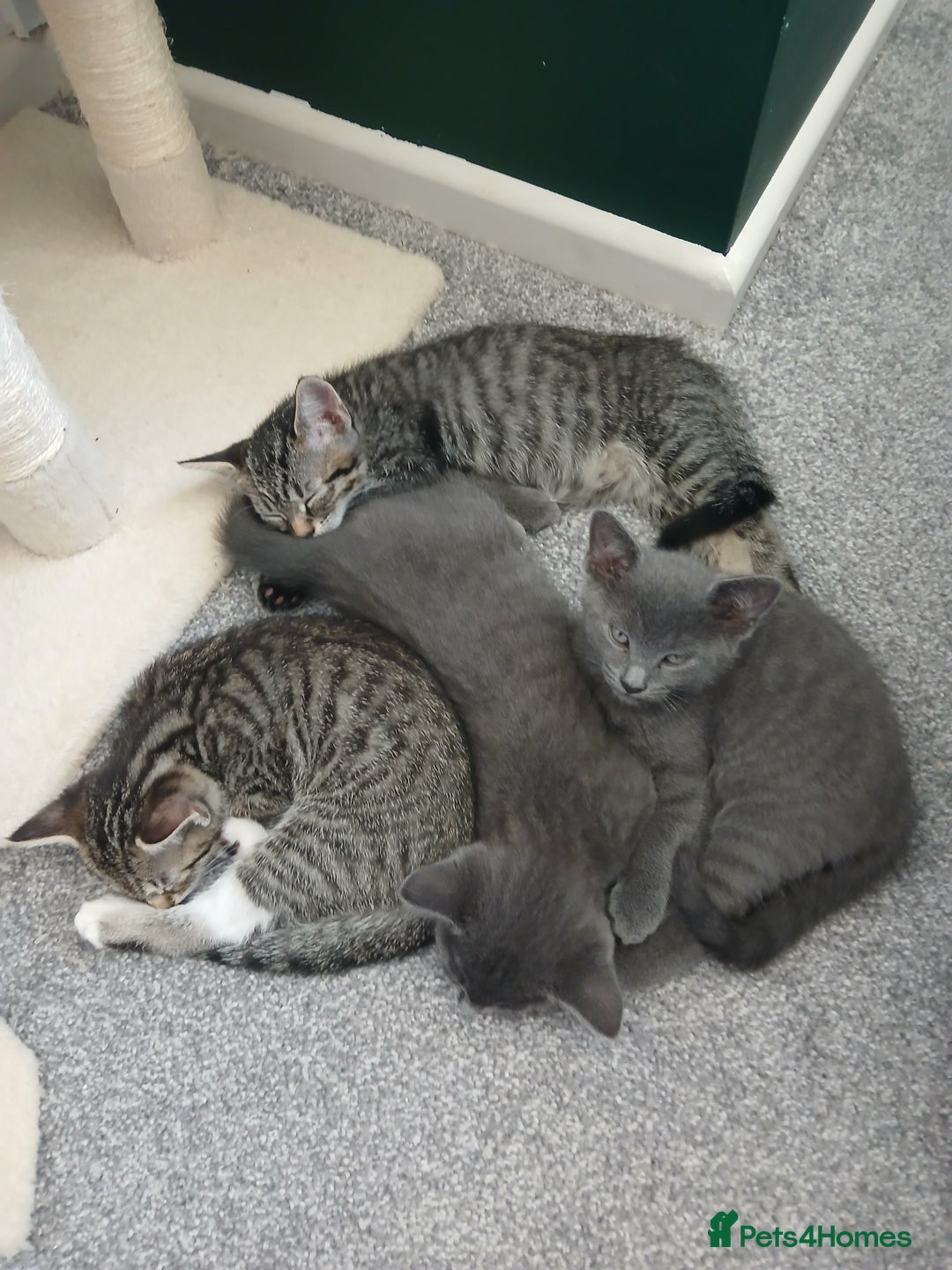 Mixed Breed cats for sale: Kittens  - Image 18