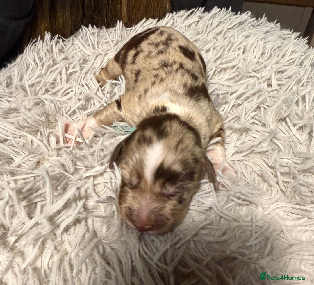 Sprocker dogs for sale: Sprocker puppies  - Advert 5