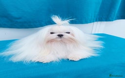 Maltipoo dogs for stud: Teddy 100% Korean Maltese kc registered for stud  in Birmingham - Image 1