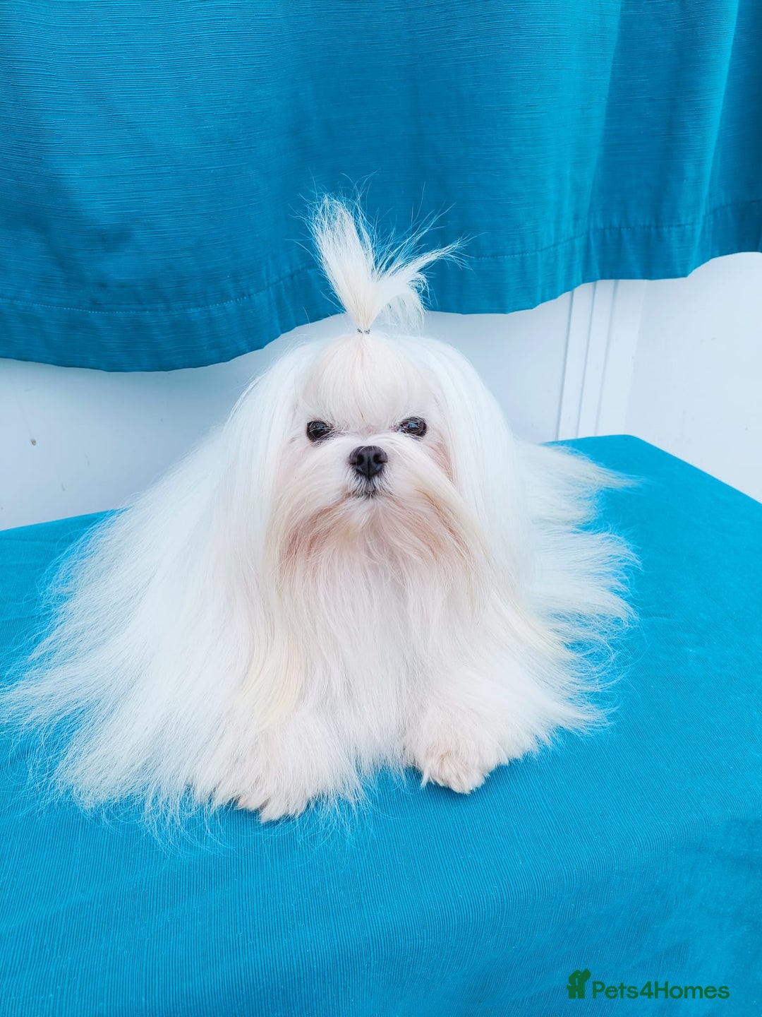 Maltipoo dogs for stud: Teddy 100% Korean Maltese kc registered for stud  in Birmingham - Image 1