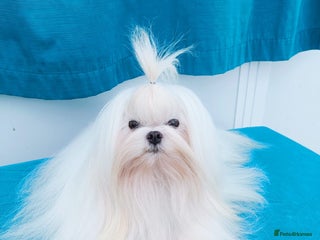 Maltipoo dogs in Birmingham - Advert 1