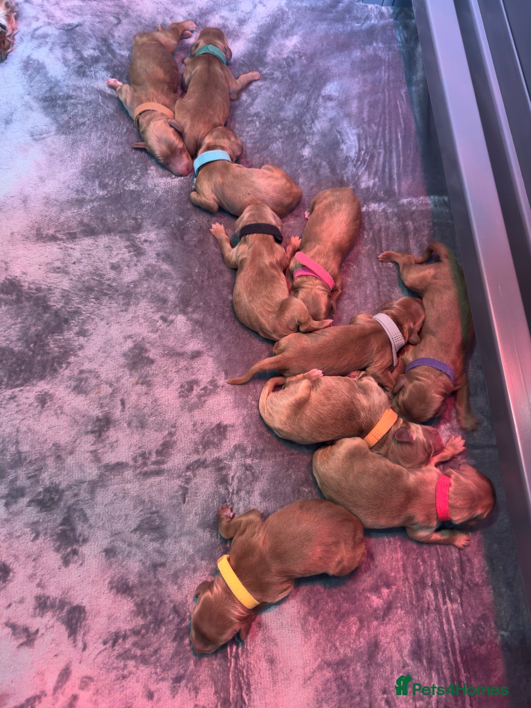 Australian Labradoodle dogs for sale: ✨ Superior Australian Labradoodles - Image 5