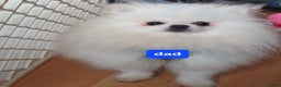 Pomeranian dogs for sale: Hello - Advert 35