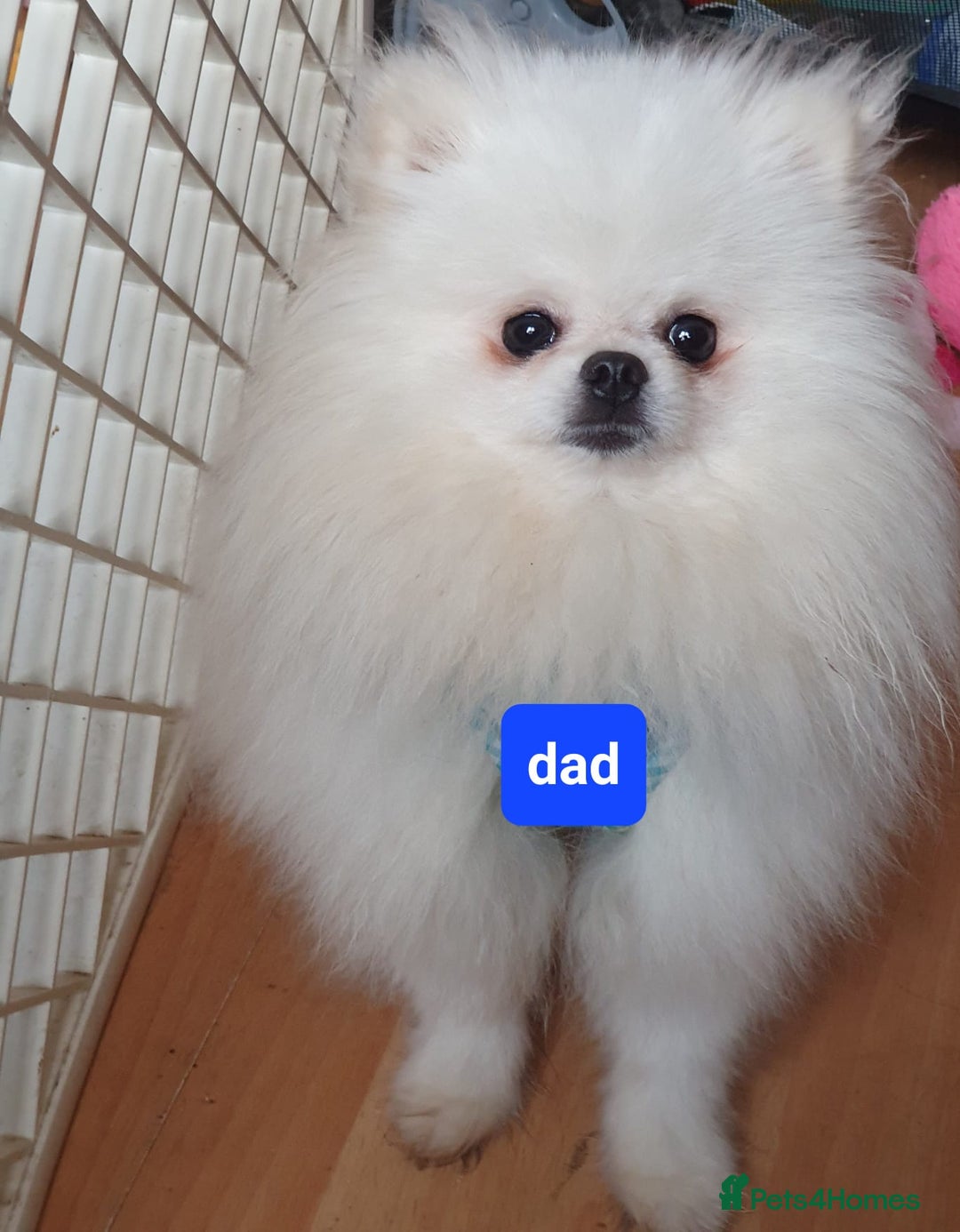 Pomeranian dogs for sale: Hello - Advert 35