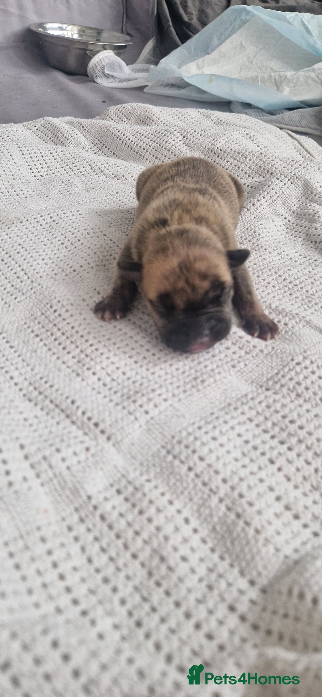 Mixed Breed dogs for sale: 8 Bully X Puppies  - Image 6