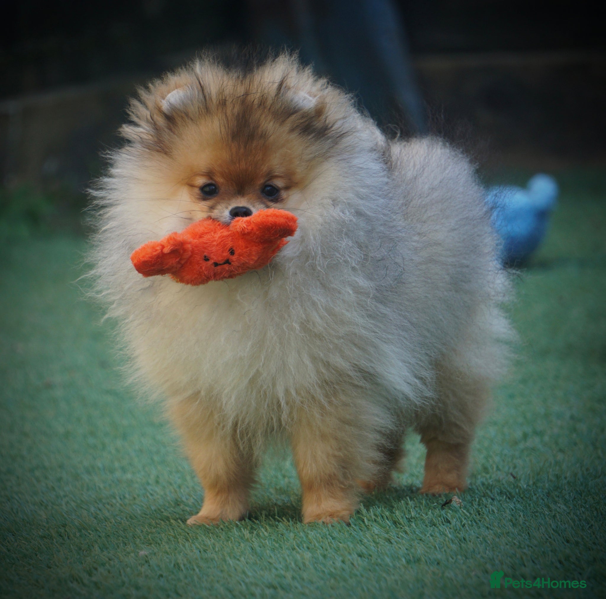 Pomeranian dogs ** STUNNING FEMALE POMERANIAN **  - Advert 3