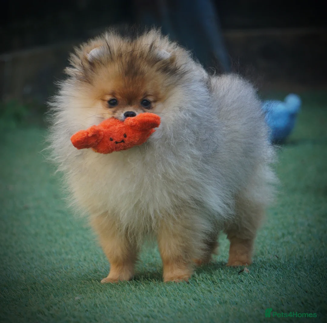 Pomeranian dogs for sale: ** STUNNING FEMALE POMERANIAN **  - Advert 1