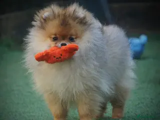 Pomeranian dogs ** STUNNING FEMALE POMERANIAN ** - Advert 1