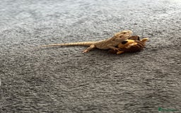 Bearded Dragon reptiles for sale: Breaded dragon - Image 7