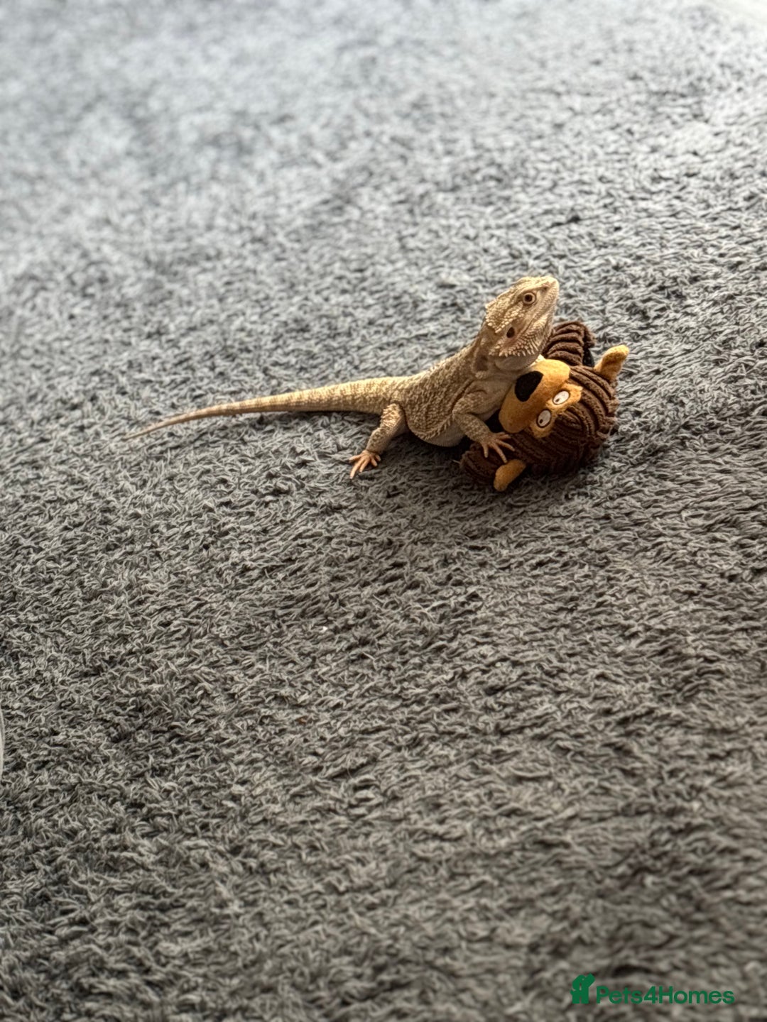 Bearded Dragon reptiles for sale: Breaded dragon - Image 7