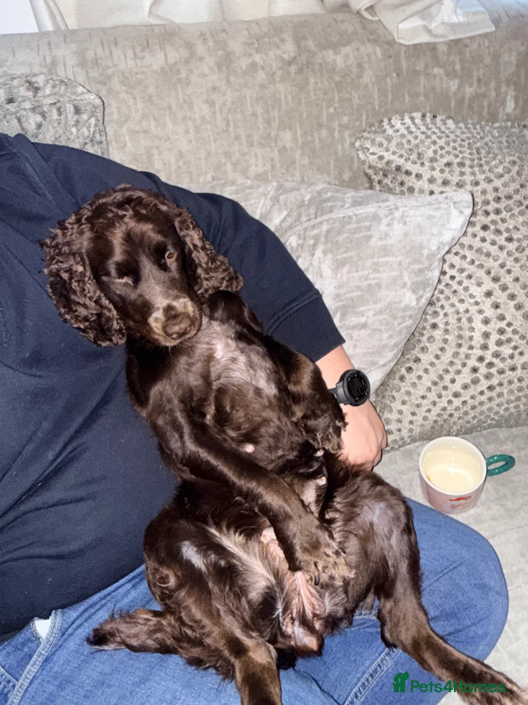 Cocker Spaniel dogs for sale: Cocker spaniel female 18 Monhs old  in Wigston - Advert 2