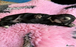 Cocker Spaniel dogs for sale: Gorgeous KC registered Working Cocker Spaniels - Image 9