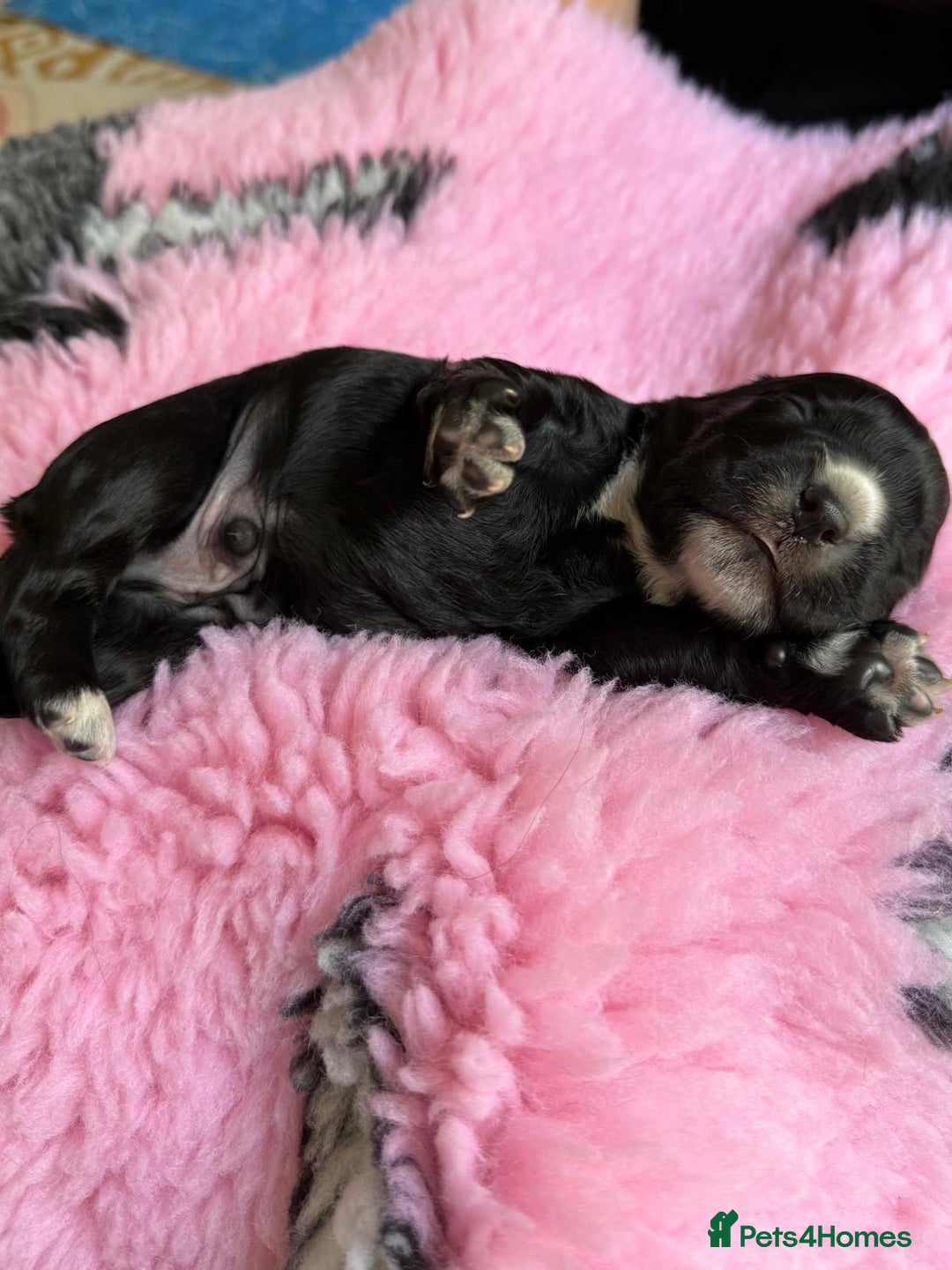 Cocker Spaniel dogs for sale: Gorgeous KC registered Working Cocker Spaniels - Image 9