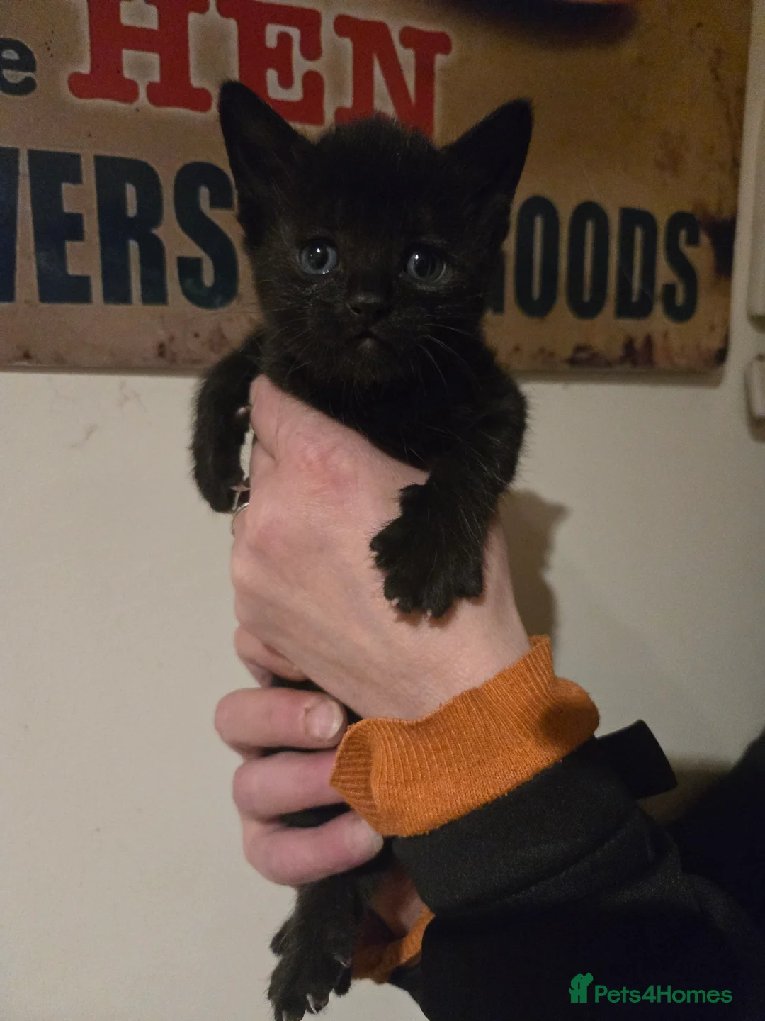 Mixed Breed cats for sale: Gorgeous black kittens house reared. - Advert 15