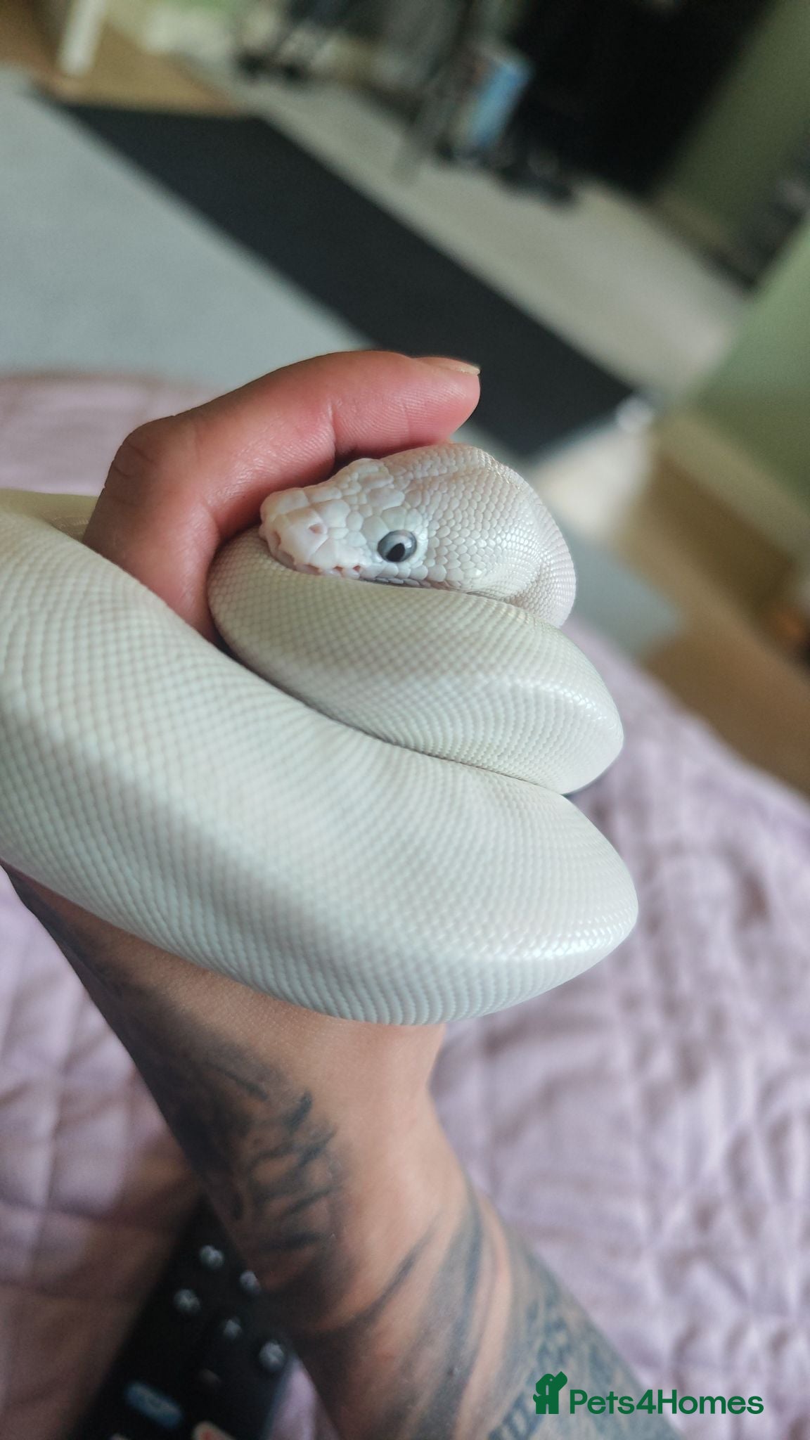 Python Snake reptiles 5 foot tank for sale  - Advert 4