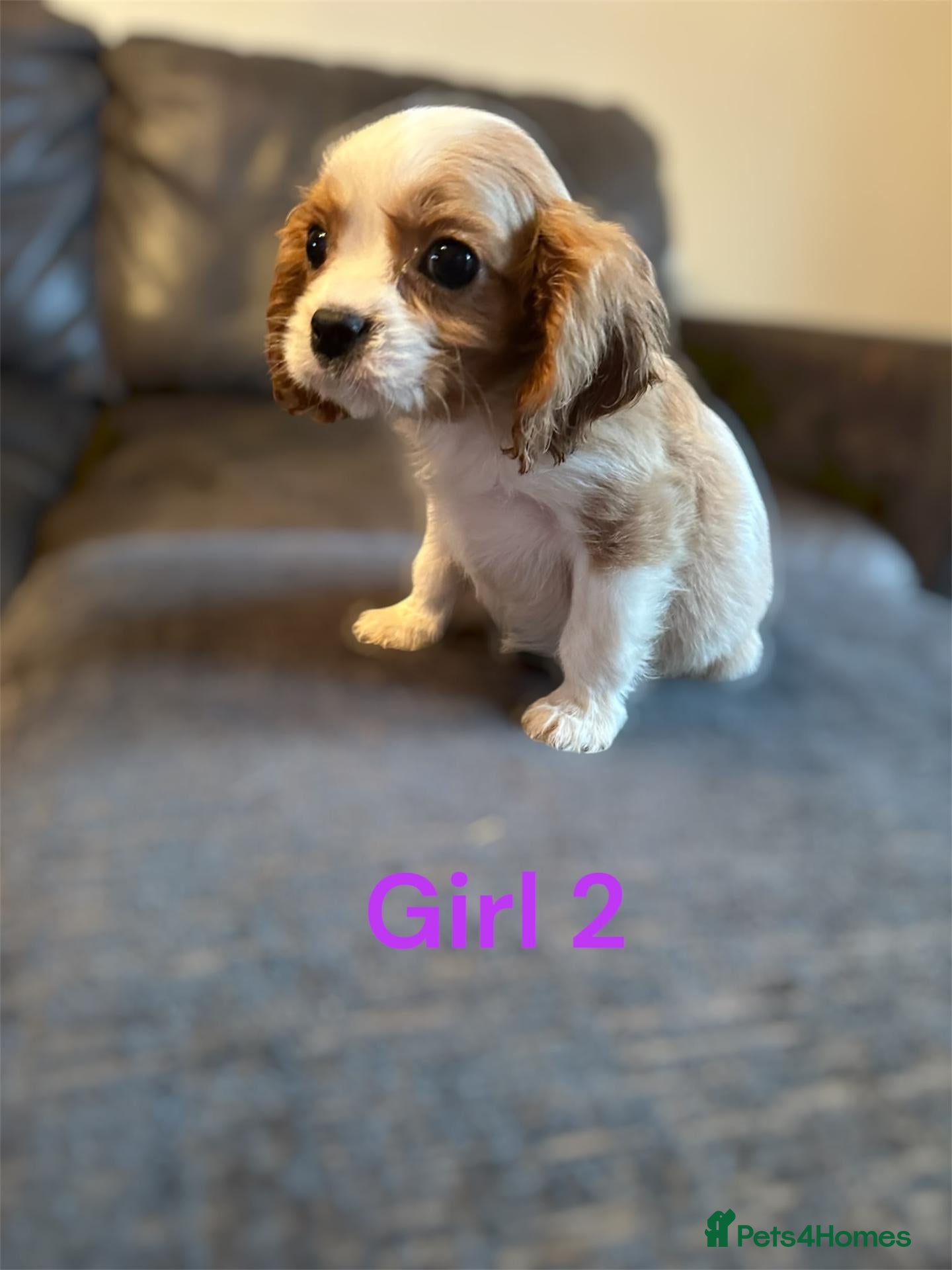 Cavalier King Charles Spaniel dogs for sale: CAVALIER KING CHARLES PUPS READY NOW KC REG  - Advert 2